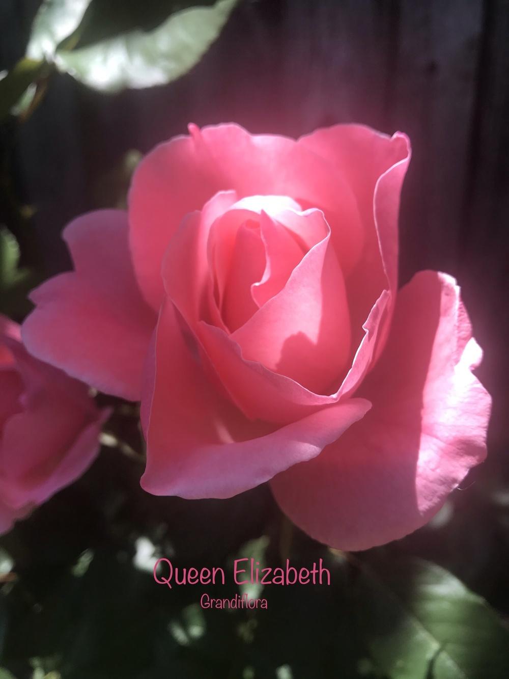 Photo of Rose (Rosa 'Queen Elizabeth') uploaded by Eric_C