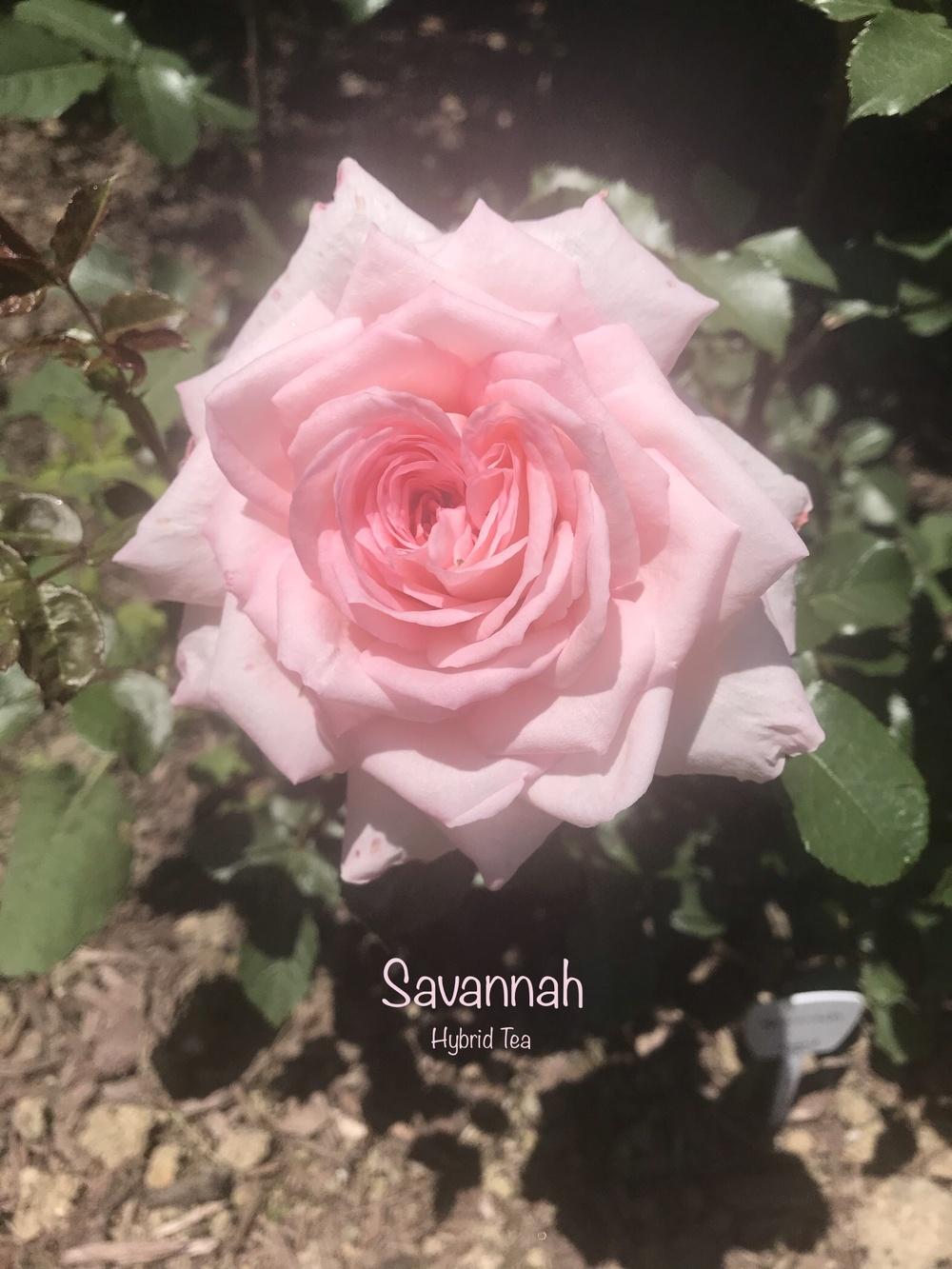 Photo of Rose (Rosa 'Savannah') uploaded by Eric_C