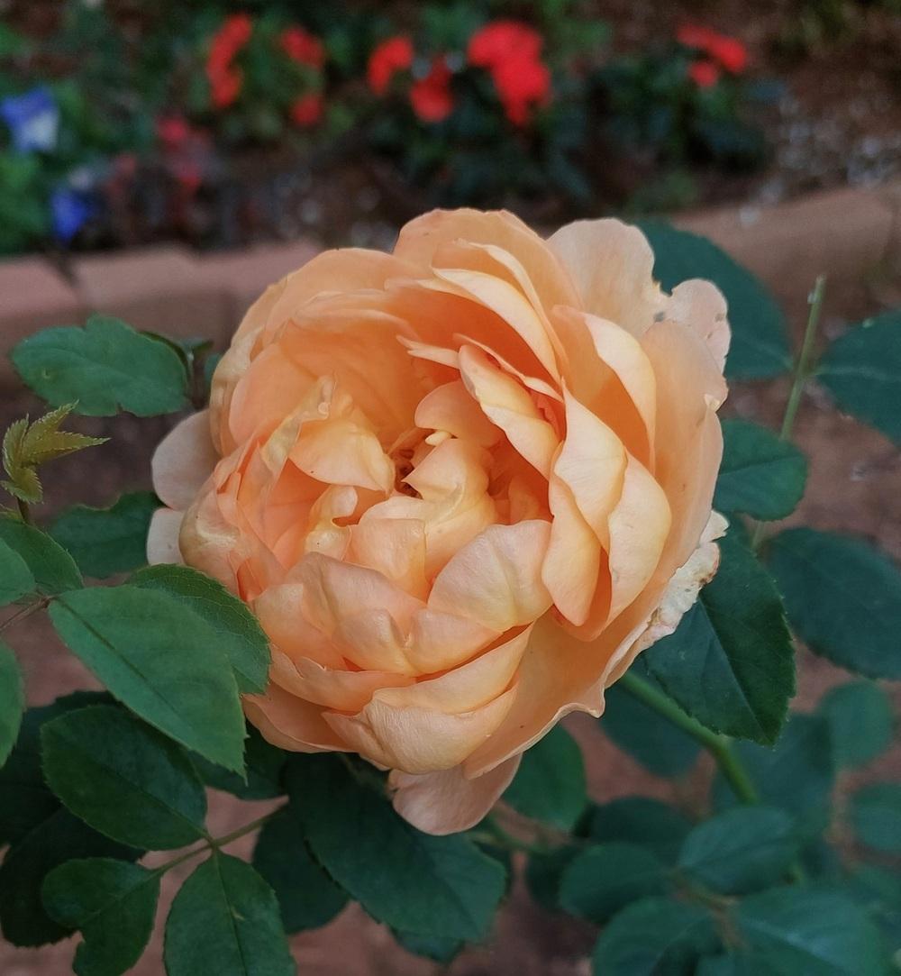 Photo of English Shrub Rose (Rosa 'Lady of Shalott') uploaded by LindsayG