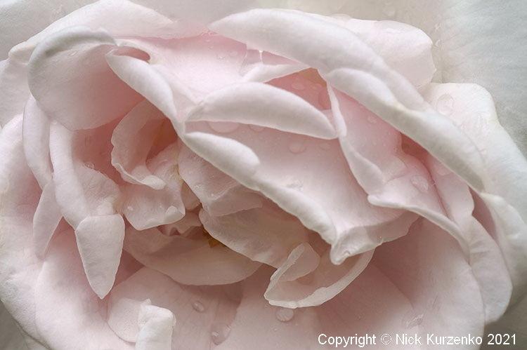 Photo of Roses (Rosa) uploaded by Nick_Kurzenko