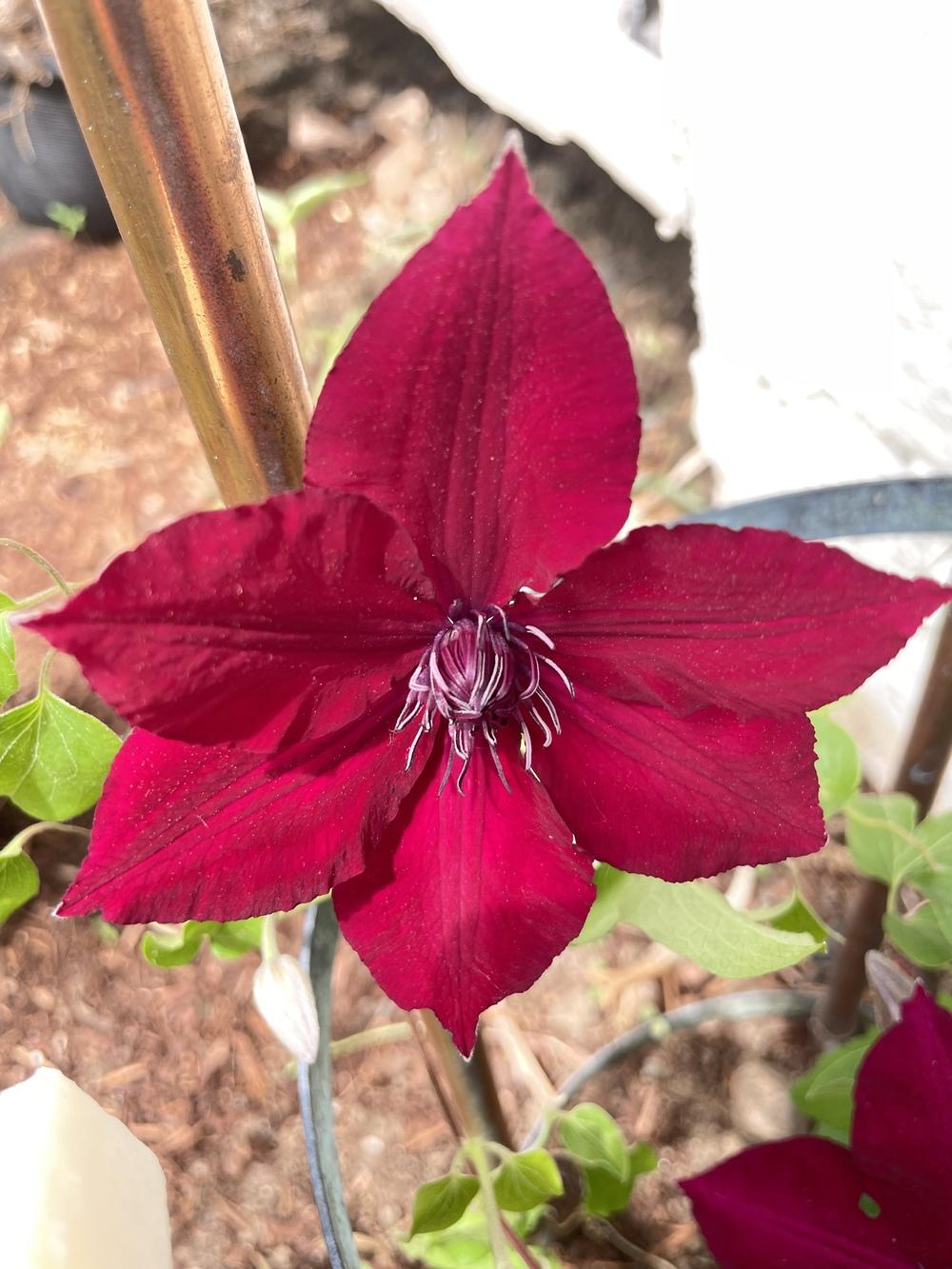 Photo of Clematis 'Niobe' uploaded by Zoia
