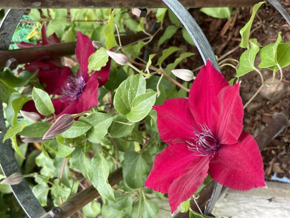 Photo of Clematis 'Niobe' uploaded by Zoia