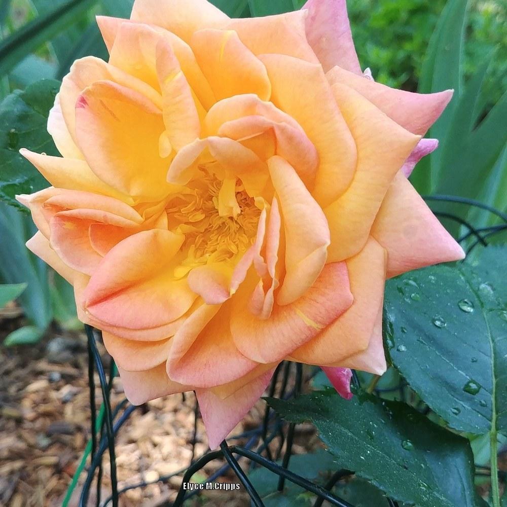Photo of Rose (Rosa 'Joseph's Coat') uploaded by ElyceC
