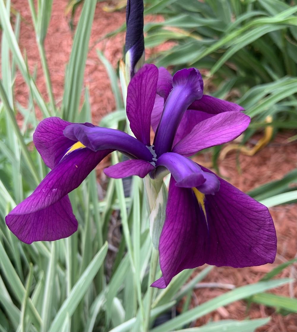 Photo of Japanese Iris (Iris ensata 'Silverband') uploaded by KySprout