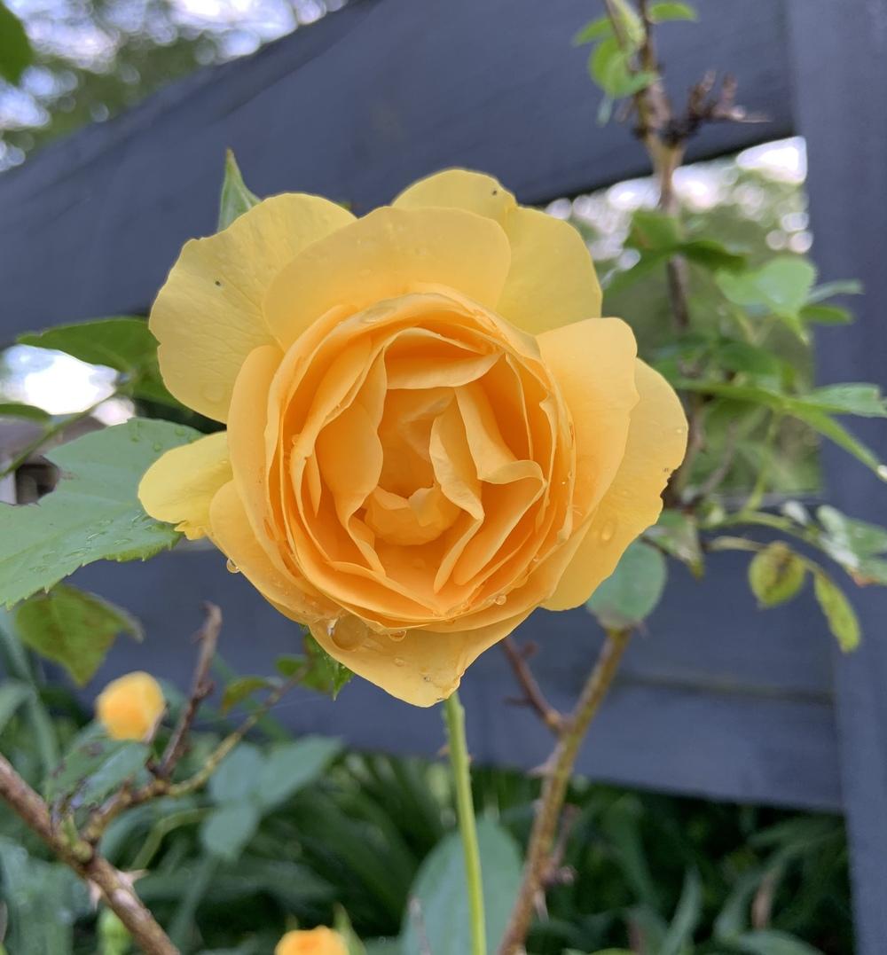 Photo of Floribunda Rose (Rosa 'Julia Child') uploaded by KySprout