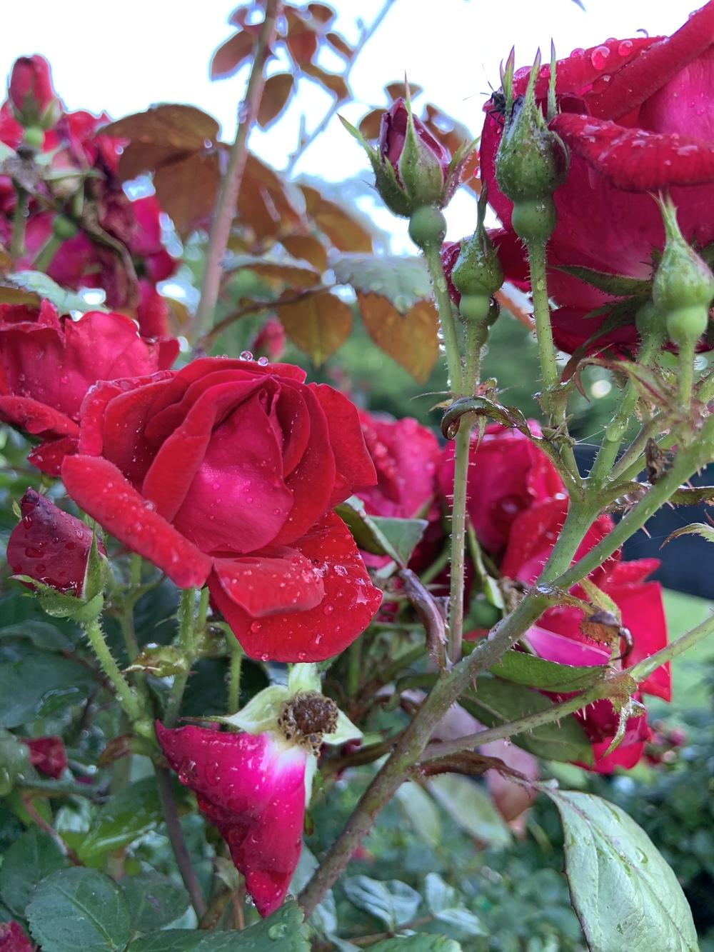 Photo of Roses (Rosa) uploaded by KySprout