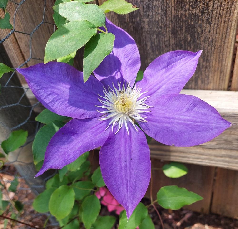 Photo of Clematis 'H.F. Young' uploaded by LindsayG