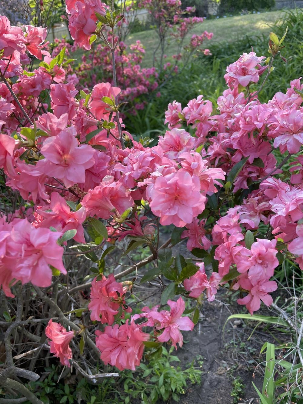 Photo of Azalea (Rhododendron 'Coral Bells') uploaded by Zoia