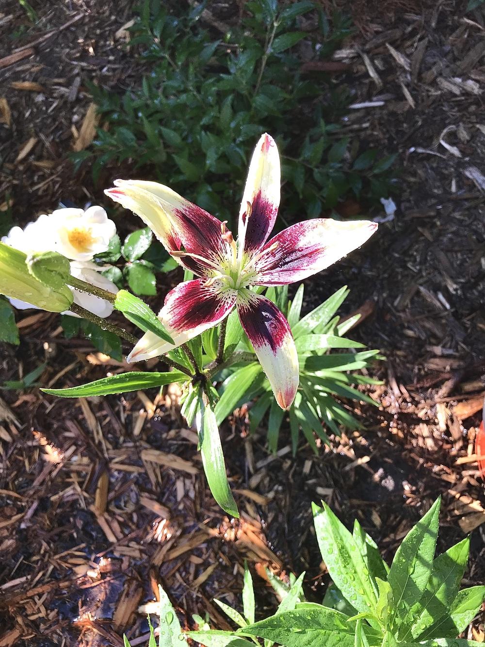 Photo of Lily (Lilium 'Patricia's Pride') uploaded by BeautifulRoots