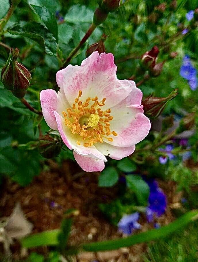 Photo of Rose (Rosa 'Carefree Delight') uploaded by BeautifulRoots