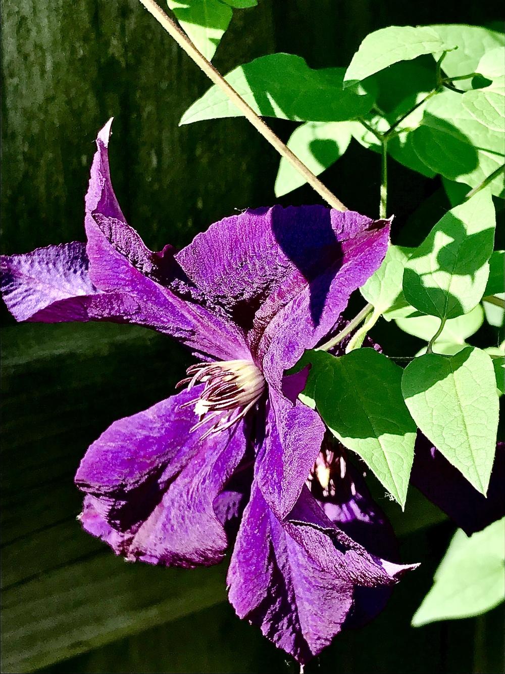 Photo of Clematis (Clematis viticella 'Polish Spirit') uploaded by BeautifulRoots