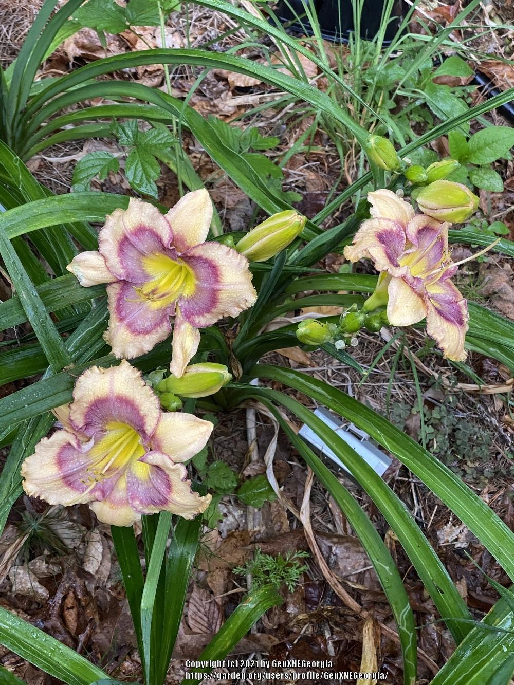 Photo of Daylily (Hemerocallis 'Tricolor') uploaded by GenXNEGeorgia