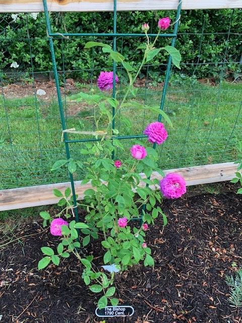 Photo of Rose (Rosa 'The Bishop') uploaded by IslandGarden