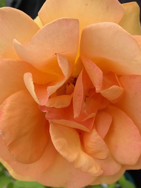Photo of Rose (Rosa 'South Africa') uploaded by IslandGarden