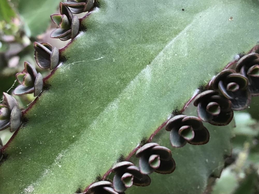 Photo of Mother of Millions (Kalanchoe laetivirens) uploaded by gardenfish