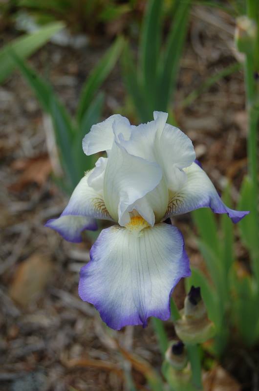 Photo of Tall Bearded Iris (Iris 'Queen's Circle') uploaded by pixie62560