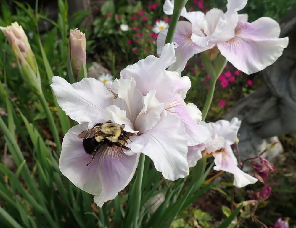Photo of Siberian Iris (Iris 'Fond Kiss') uploaded by Vals_Garden