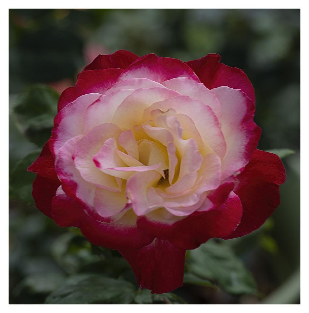 Photo of Hybrid Tea Rose (Rosa 'Double Delight') uploaded by kohala