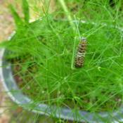 Swallowtail caterpillar on Florence fennel growing in a galvanize