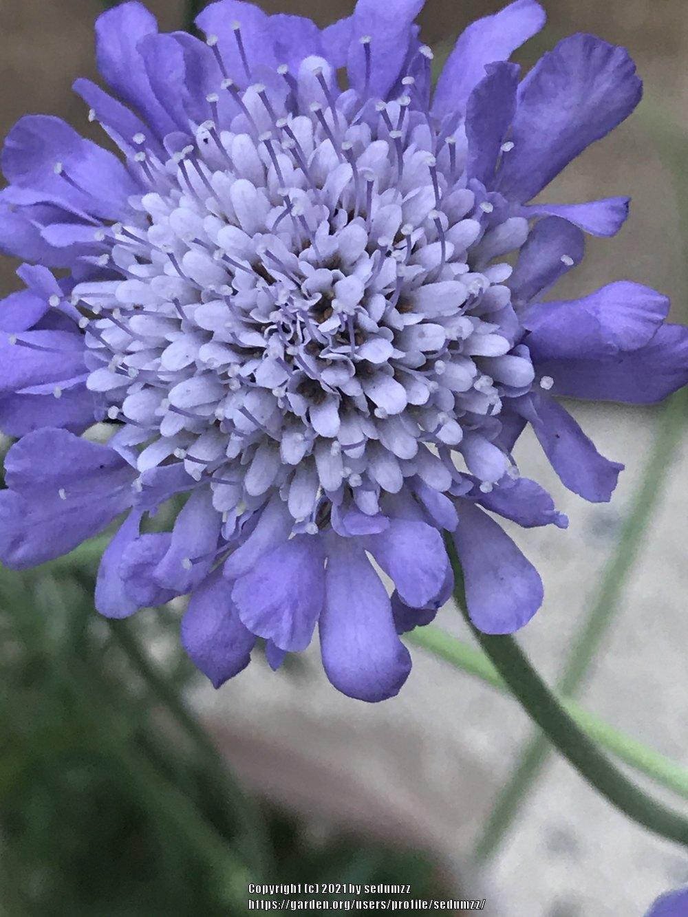 Photo of Pincushion Flower (Scabiosa columbaria 'Butterfly Blue') uploaded by sedumzz