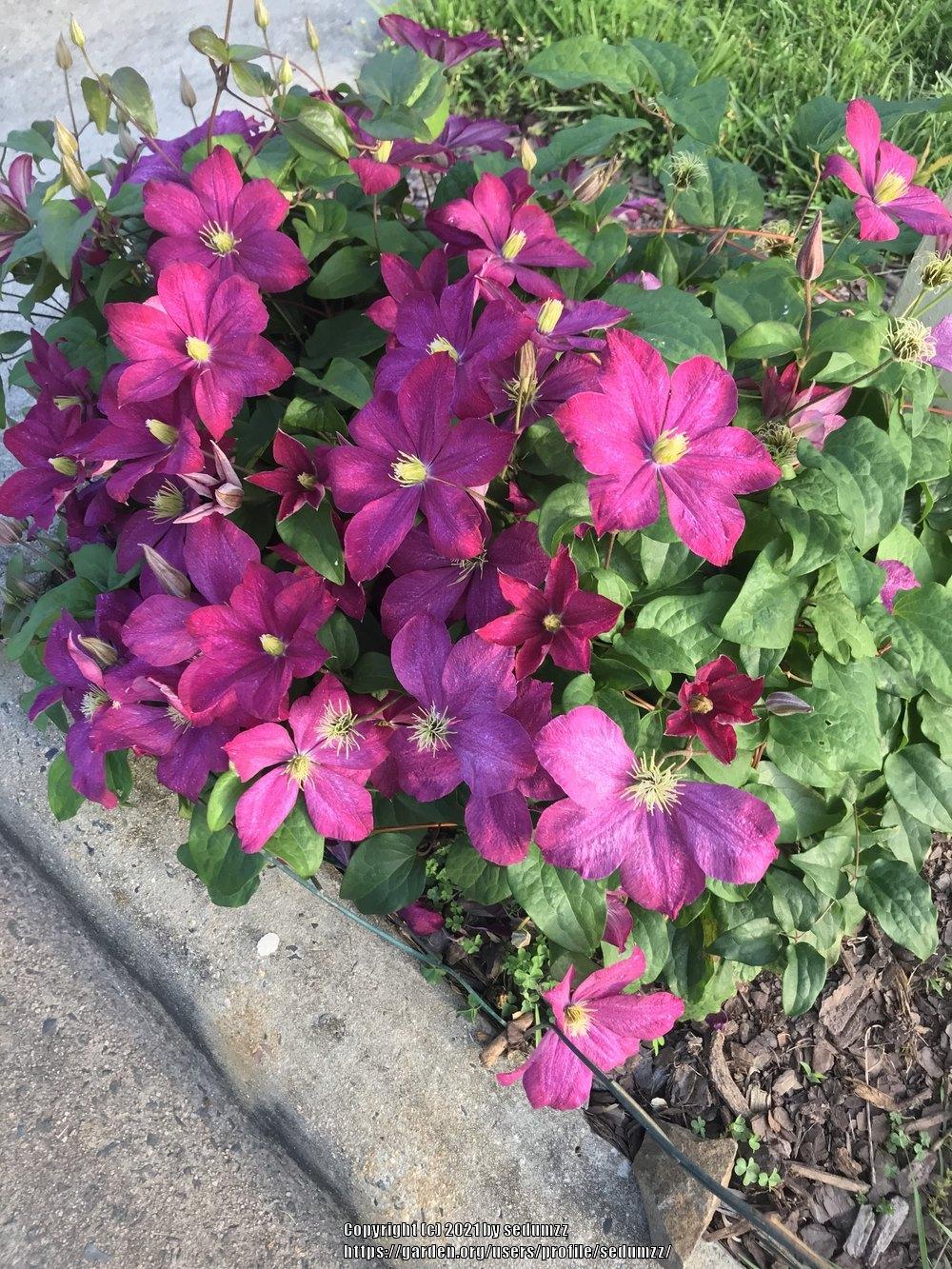 Photo of Clematis 'Rouge Cardinal' uploaded by sedumzz