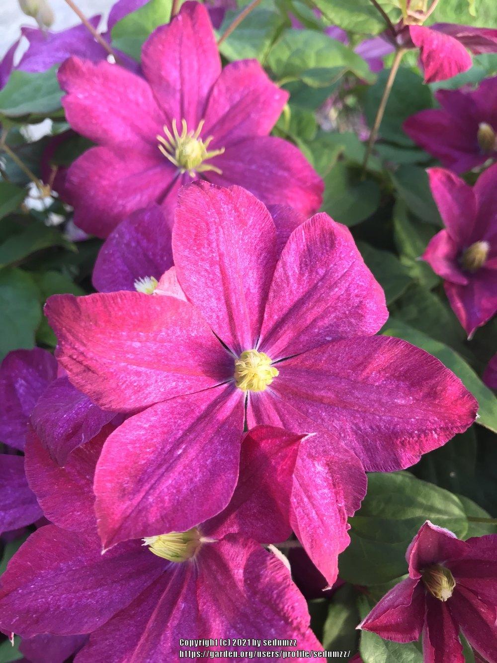 Photo of Clematis 'Rouge Cardinal' uploaded by sedumzz