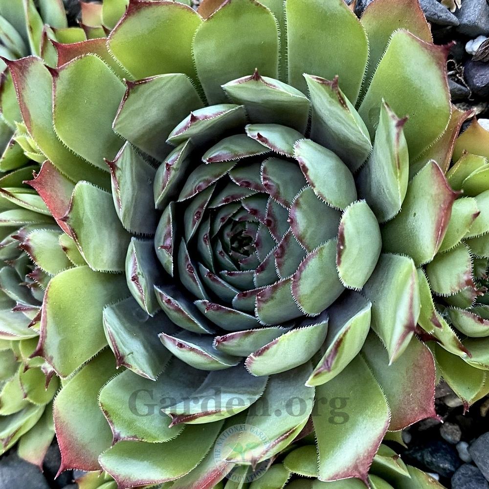 Photo of Hen and Chicks (Sempervivum 'Thayne') uploaded by springcolor