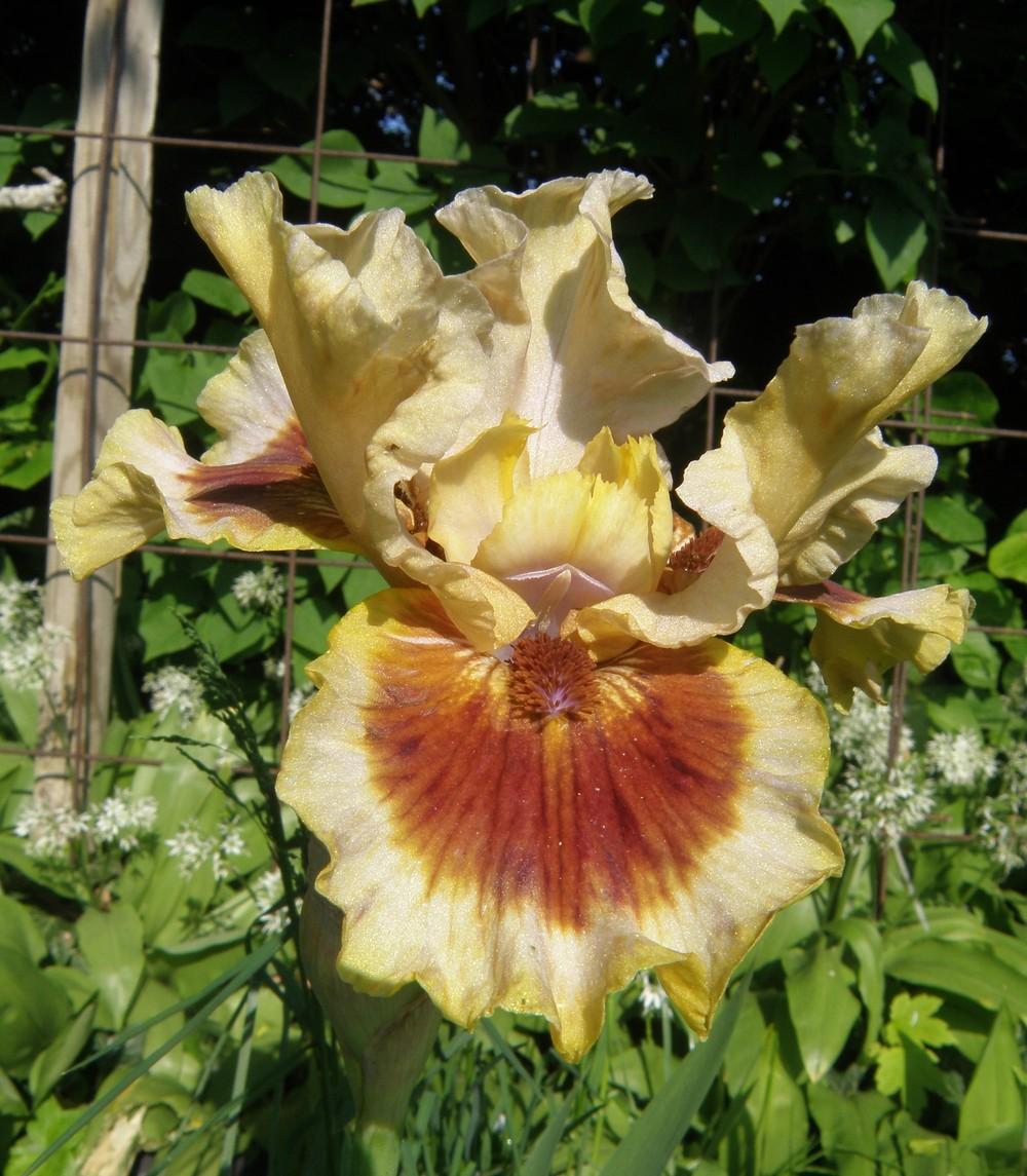 Photo of Intermediate Bearded Iris (Iris 'Zing Me') uploaded by IrisLilli