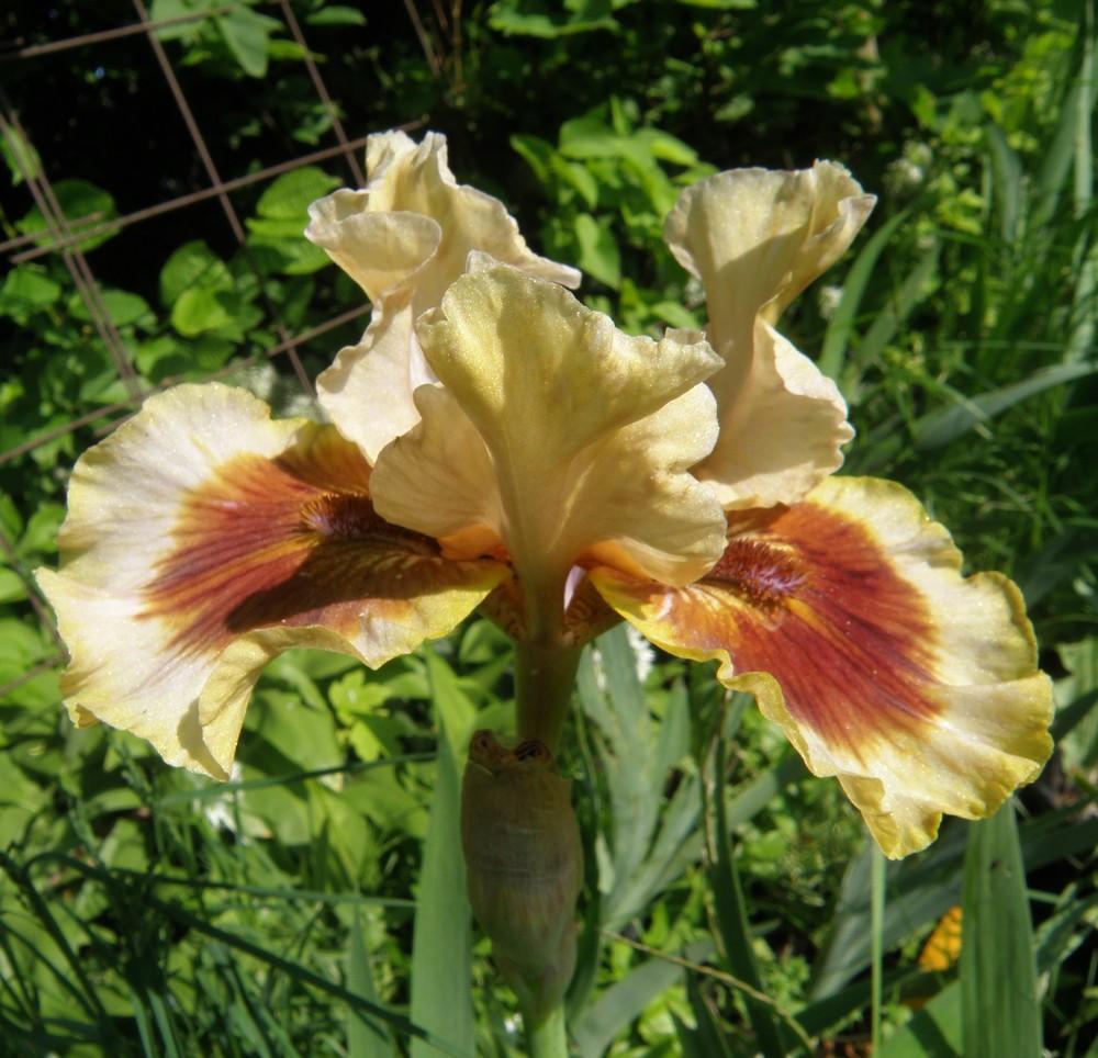 Photo of Intermediate Bearded Iris (Iris 'Zing Me') uploaded by IrisLilli