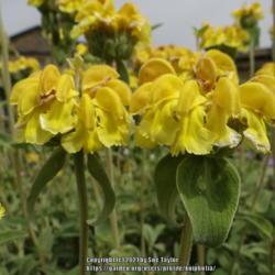 Location: Howick Hall garden, Northumberland UK
Date: 2014-06-18