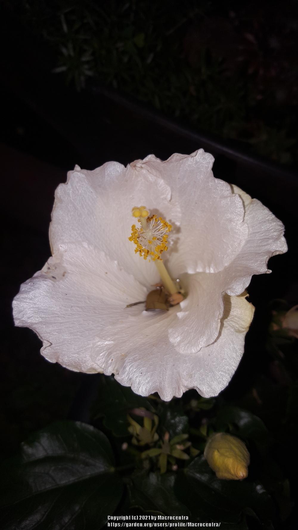 Photo of Tropical Hibiscuses (Hibiscus rosa-sinensis) uploaded by Macrocentra