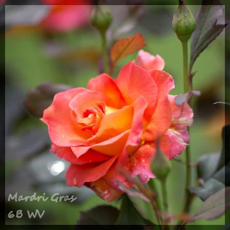 Photo of Rose (Rosa 'Mardi Gras') uploaded by MichelleB675