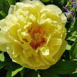 Location: Scarborough, ON
Date: 2021-06-09
Love this peony!
