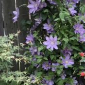 My first clematis