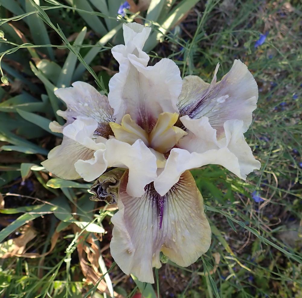 Photo of Tall Bearded Iris (Iris 'Thornbird') uploaded by Vals_Garden