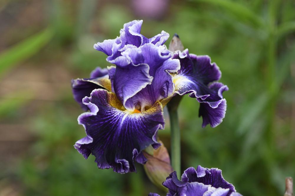 Photo of Tall Bearded Iris (Iris 'Belle Fille') uploaded by cliftoncat