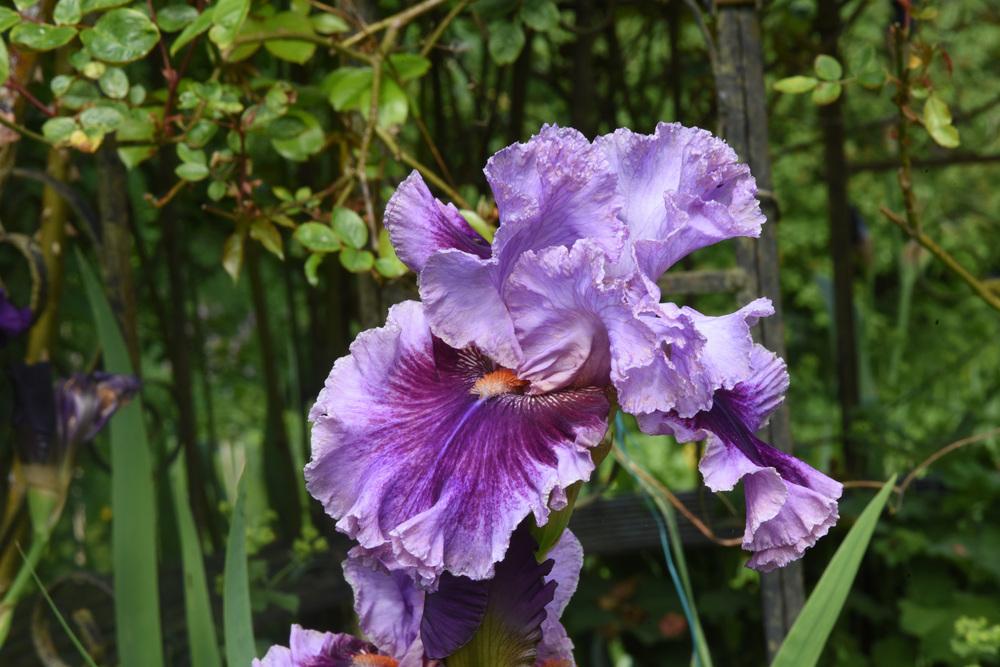 Photo of Tall Bearded Iris (Iris 'Enchanter') uploaded by cliftoncat