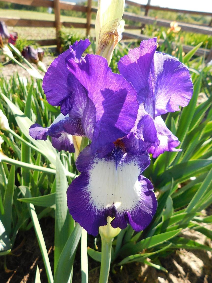 Photo of Tall Bearded Iris (Iris 'Stepping Out') uploaded by gardenglassgems