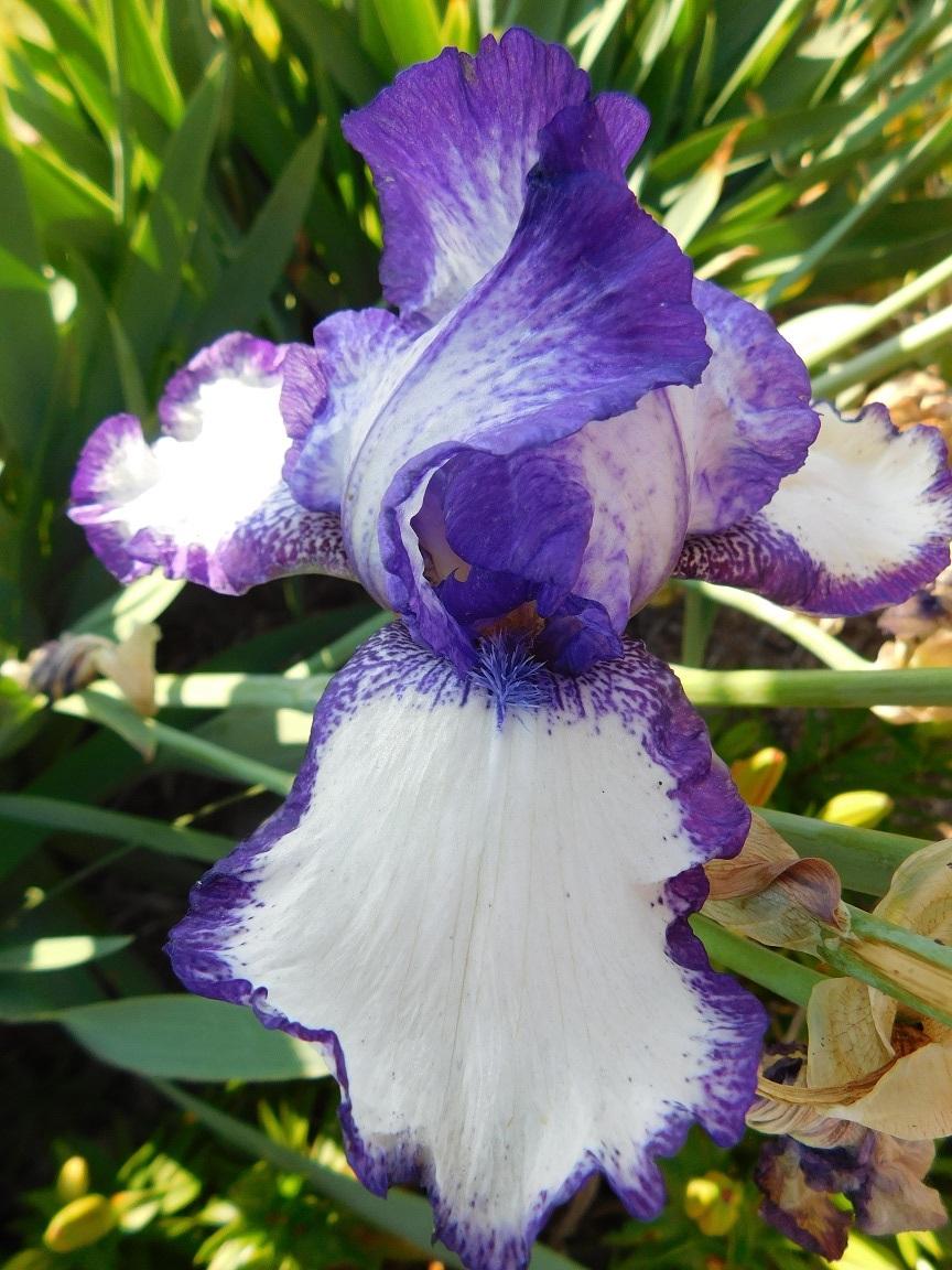 Photo of Tall Bearded Iris (Iris 'Stepping Out') uploaded by gardenglassgems
