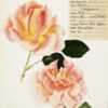 1932. “Rose - Vanguard.” Special Collections, USDA National A