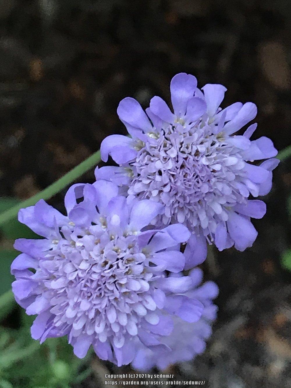 Photo of Pincushion Flower (Scabiosa columbaria 'Butterfly Blue') uploaded by sedumzz