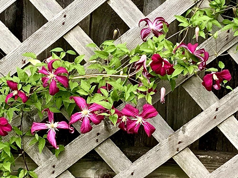 Photo of Clematis (Clematis viticella 'Madame Julia Correvon') uploaded by BeautifulRoots