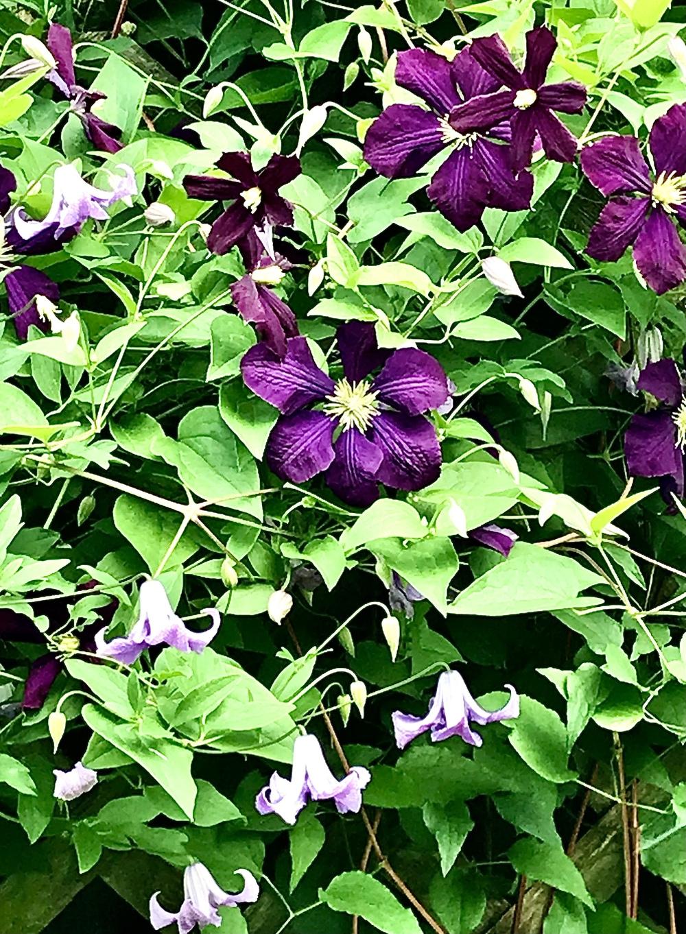 Photo of Clematis (Clematis viticella 'Etoile Violette') uploaded by BeautifulRoots
