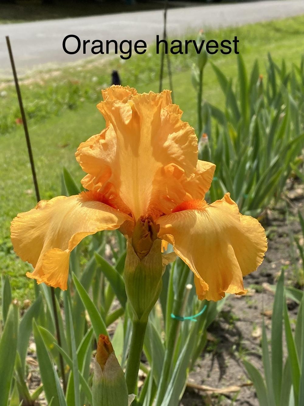 Photo of Tall Bearded Iris (Iris 'Orange Harvest') uploaded by Jenabaumli
