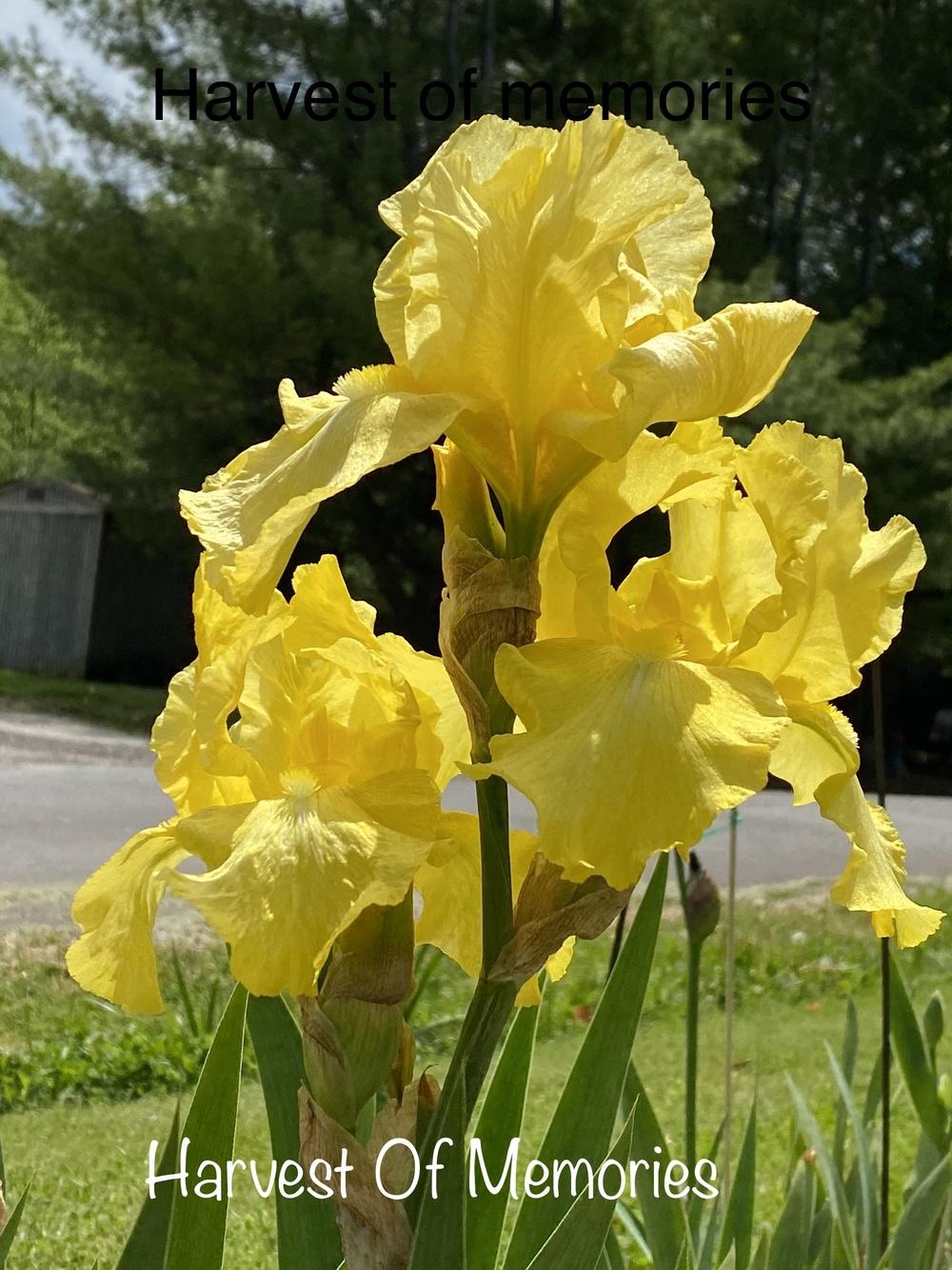 Photo of Tall Bearded Iris (Iris 'Harvest of Memories') uploaded by Jenabaumli