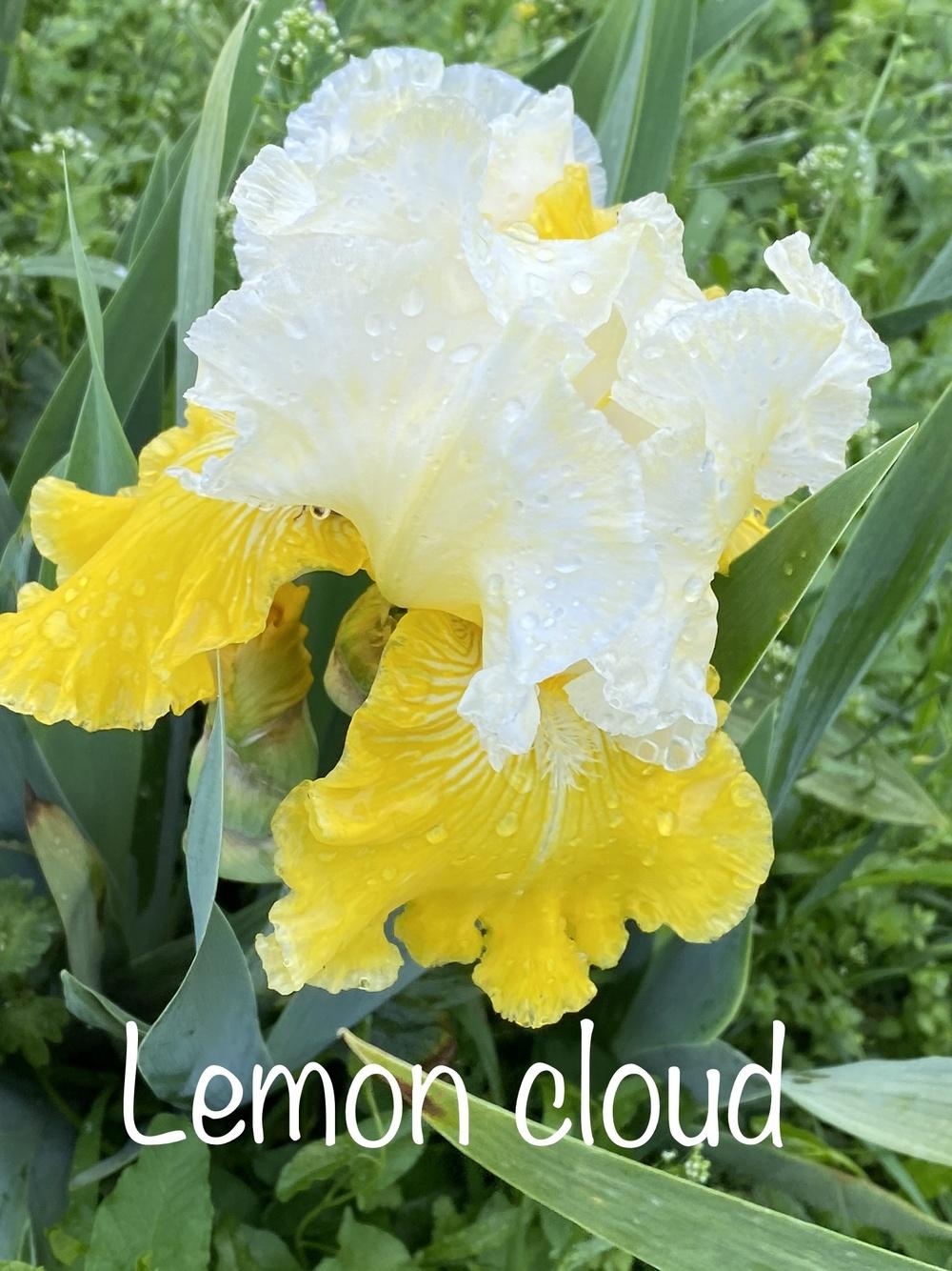 Photo of Tall Bearded Iris (Iris 'Lemon Cloud') uploaded by Jenabaumli