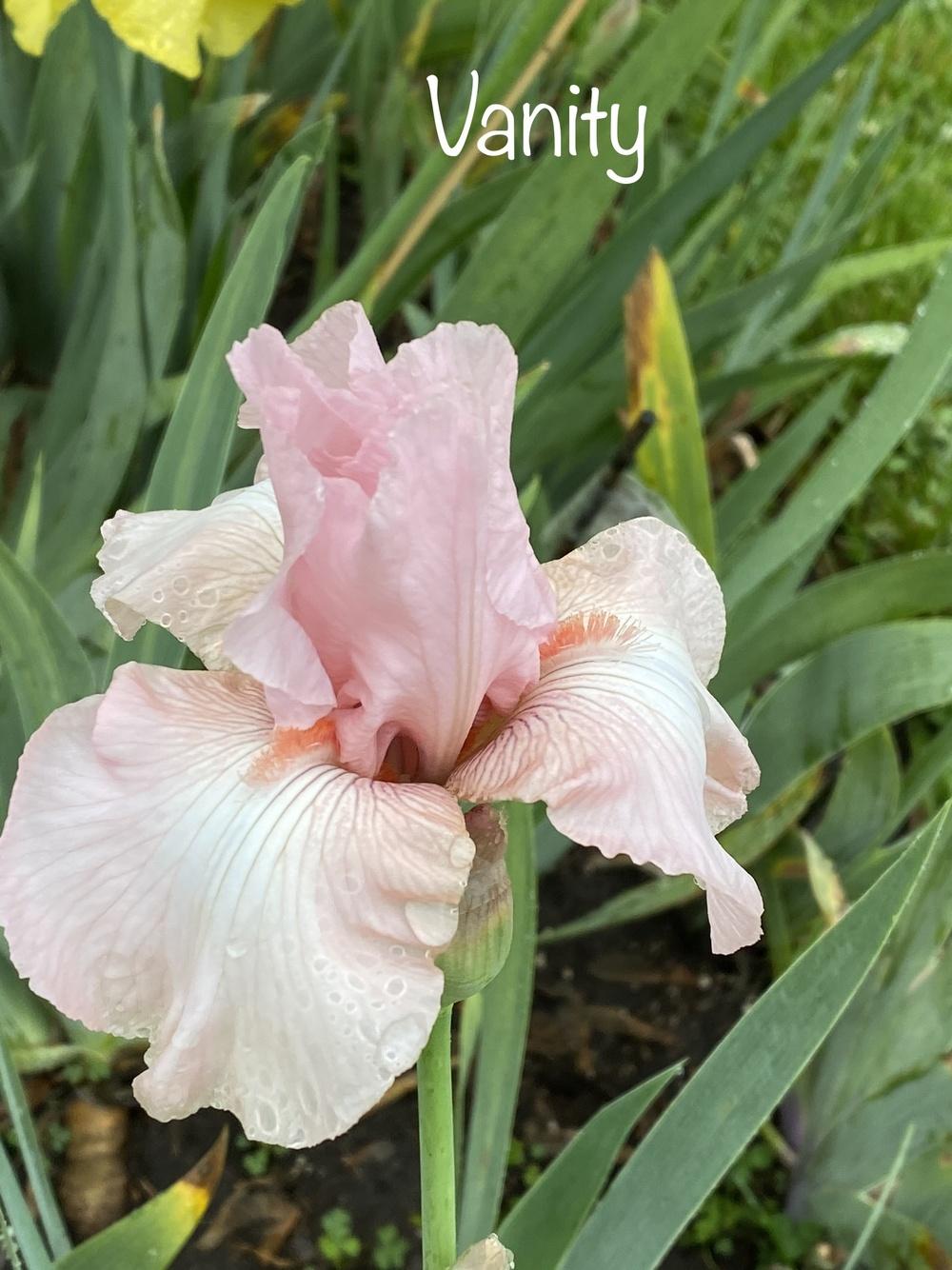 Photo of Tall Bearded Iris (Iris 'Vanity') uploaded by Jenabaumli