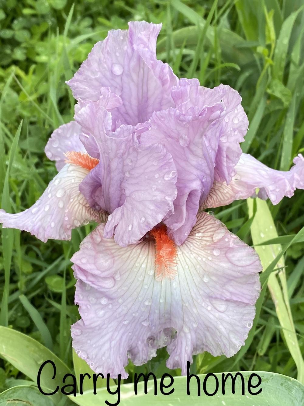 Photo of Tall Bearded Iris (Iris 'Carry Me Home') uploaded by Jenabaumli
