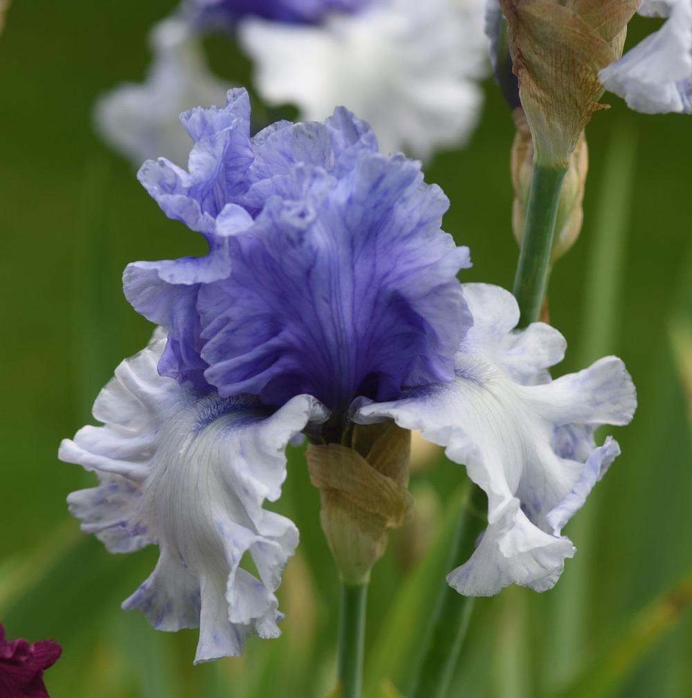 Photo of Tall Bearded Iris (Iris 'Wintry Sky') uploaded by cliftoncat