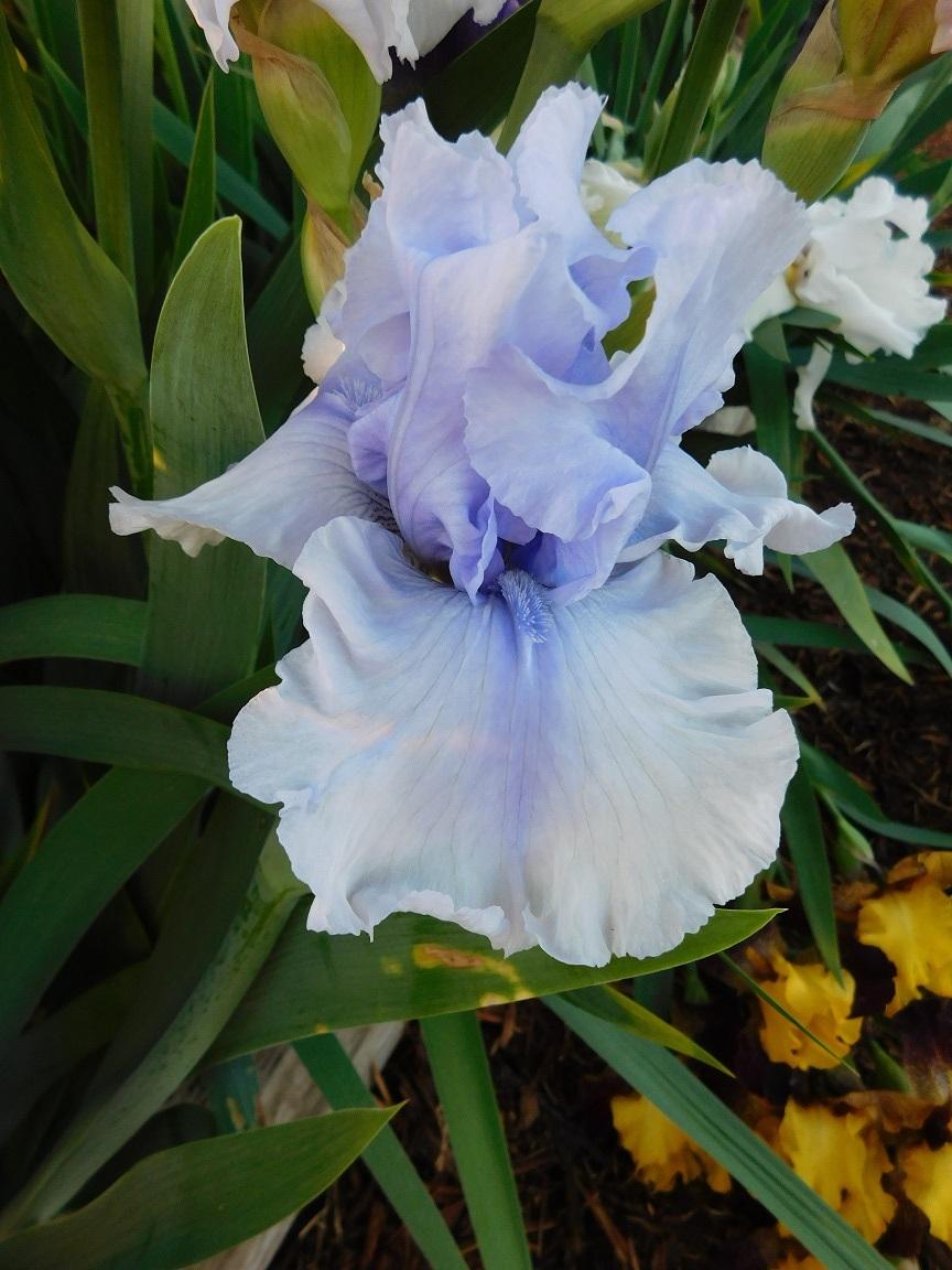 Photo of Tall Bearded Iris (Iris 'Queen of Elegance') uploaded by gardenglassgems
